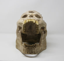 Load image into Gallery viewer, Life-size Troll Skull
