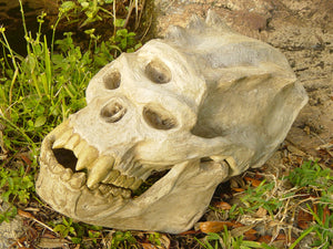 Life-size Troll Skull